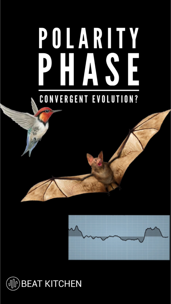 Polarity Phase: convergent evolution